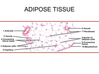 ADIPOSE TISSUE
 