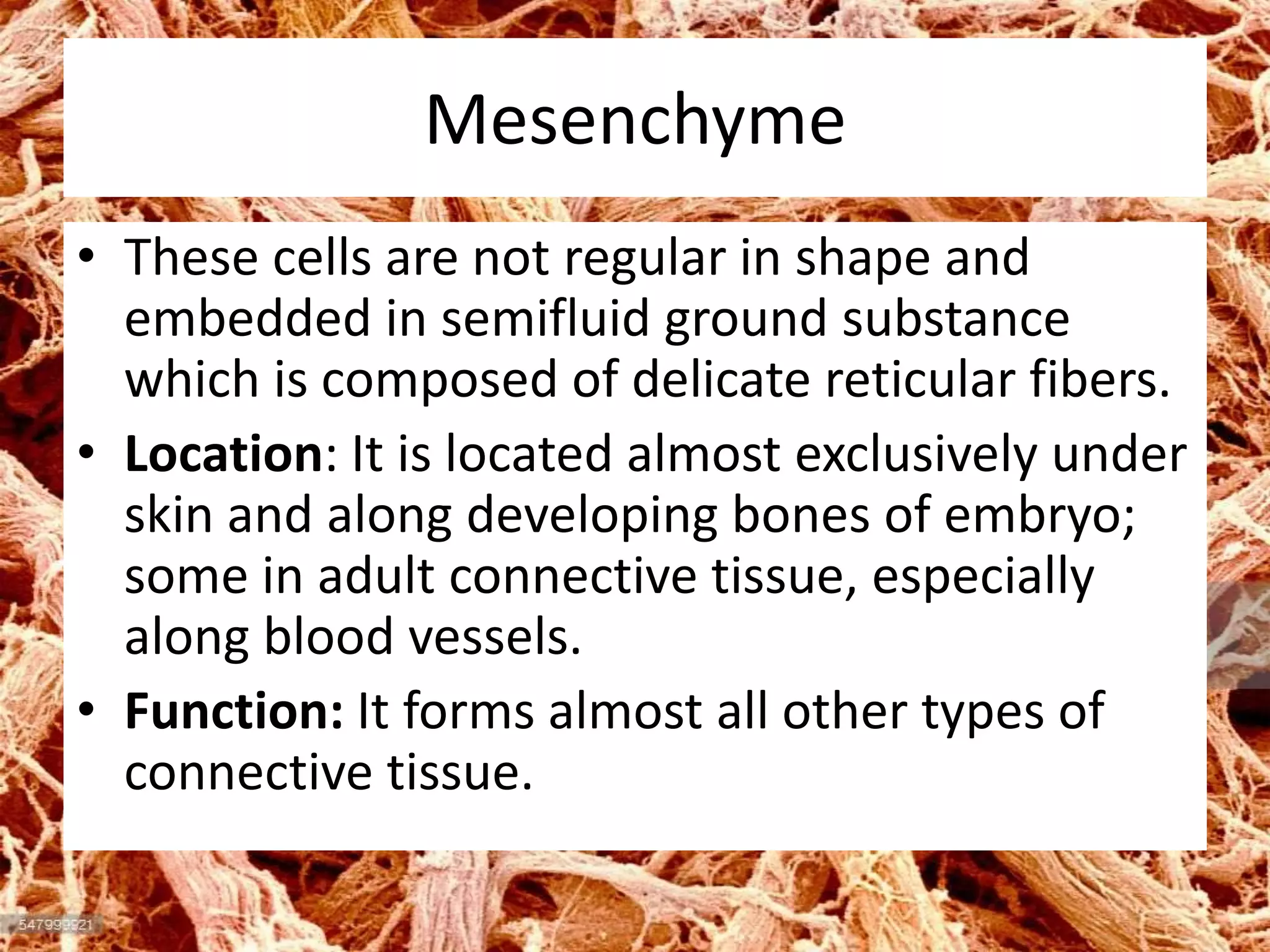 Mesenchyme
• These cells are not regular in shape and
embedded in semifluid ground substance
which is composed of delicate reticular fibers.
• Location: It is located almost exclusively under
skin and along developing bones of embryo;
some in adult connective tissue, especially
along blood vessels.
• Function: It forms almost all other types of
connective tissue.
 
