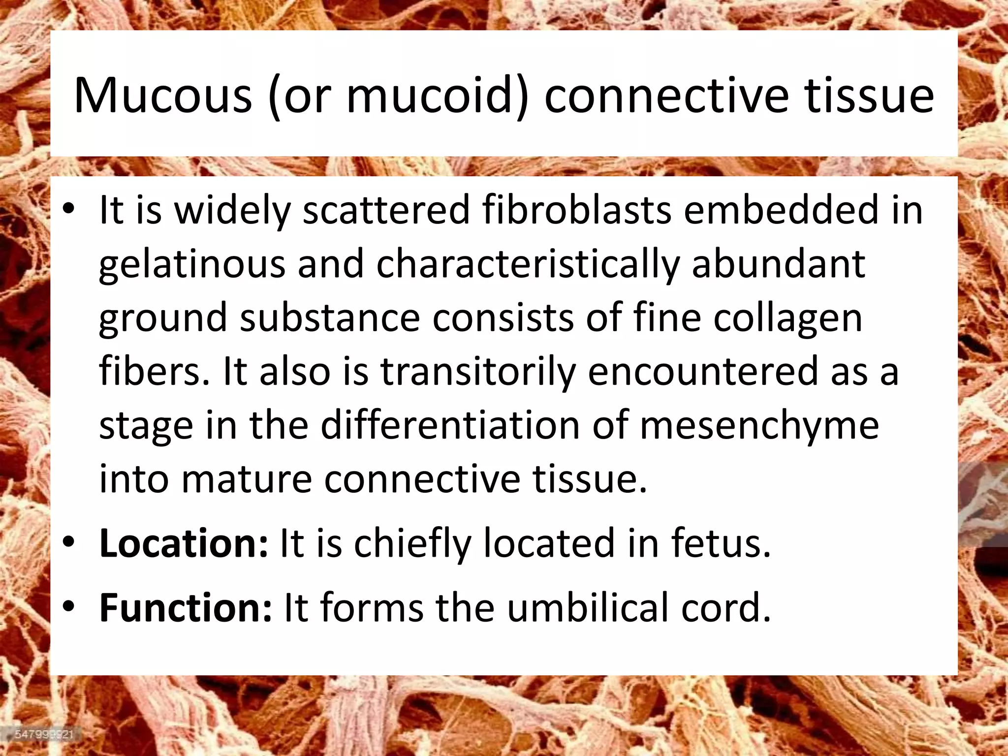 Mucous (or mucoid) connective tissue
• It is widely scattered fibroblasts embedded in
gelatinous and characteristically abundant
ground substance consists of fine collagen
fibers. It also is transitorily encountered as a
stage in the differentiation of mesenchyme
into mature connective tissue.
• Location: It is chiefly located in fetus.
• Function: It forms the umbilical cord.
 