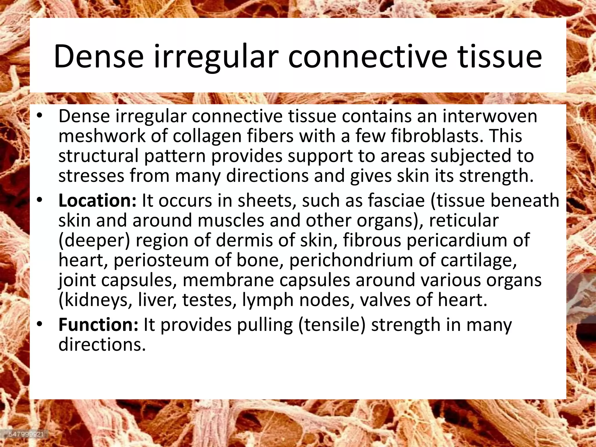 Dense irregular connective tissue
• Dense irregular connective tissue contains an interwoven
meshwork of collagen fibers with a few fibroblasts. This
structural pattern provides support to areas subjected to
stresses from many directions and gives skin its strength.
• Location: It occurs in sheets, such as fasciae (tissue beneath
skin and around muscles and other organs), reticular
(deeper) region of dermis of skin, fibrous pericardium of
heart, periosteum of bone, perichondrium of cartilage,
joint capsules, membrane capsules around various organs
(kidneys, liver, testes, lymph nodes, valves of heart.
• Function: It provides pulling (tensile) strength in many
directions.
 
