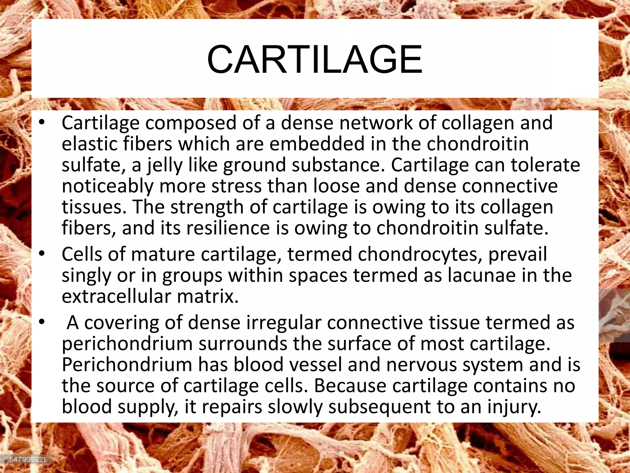 CARTILAGE
• Cartilage composed of a dense network of collagen and
elastic fibers which are embedded in the chondroitin
sulfate, a jelly like ground substance. Cartilage can tolerate
noticeably more stress than loose and dense connective
tissues. The strength of cartilage is owing to its collagen
fibers, and its resilience is owing to chondroitin sulfate.
• Cells of mature cartilage, termed chondrocytes, prevail
singly or in groups within spaces termed as lacunae in the
extracellular matrix.
• A covering of dense irregular connective tissue termed as
perichondrium surrounds the surface of most cartilage.
Perichondrium has blood vessel and nervous system and is
the source of cartilage cells. Because cartilage contains no
blood supply, it repairs slowly subsequent to an injury.
 