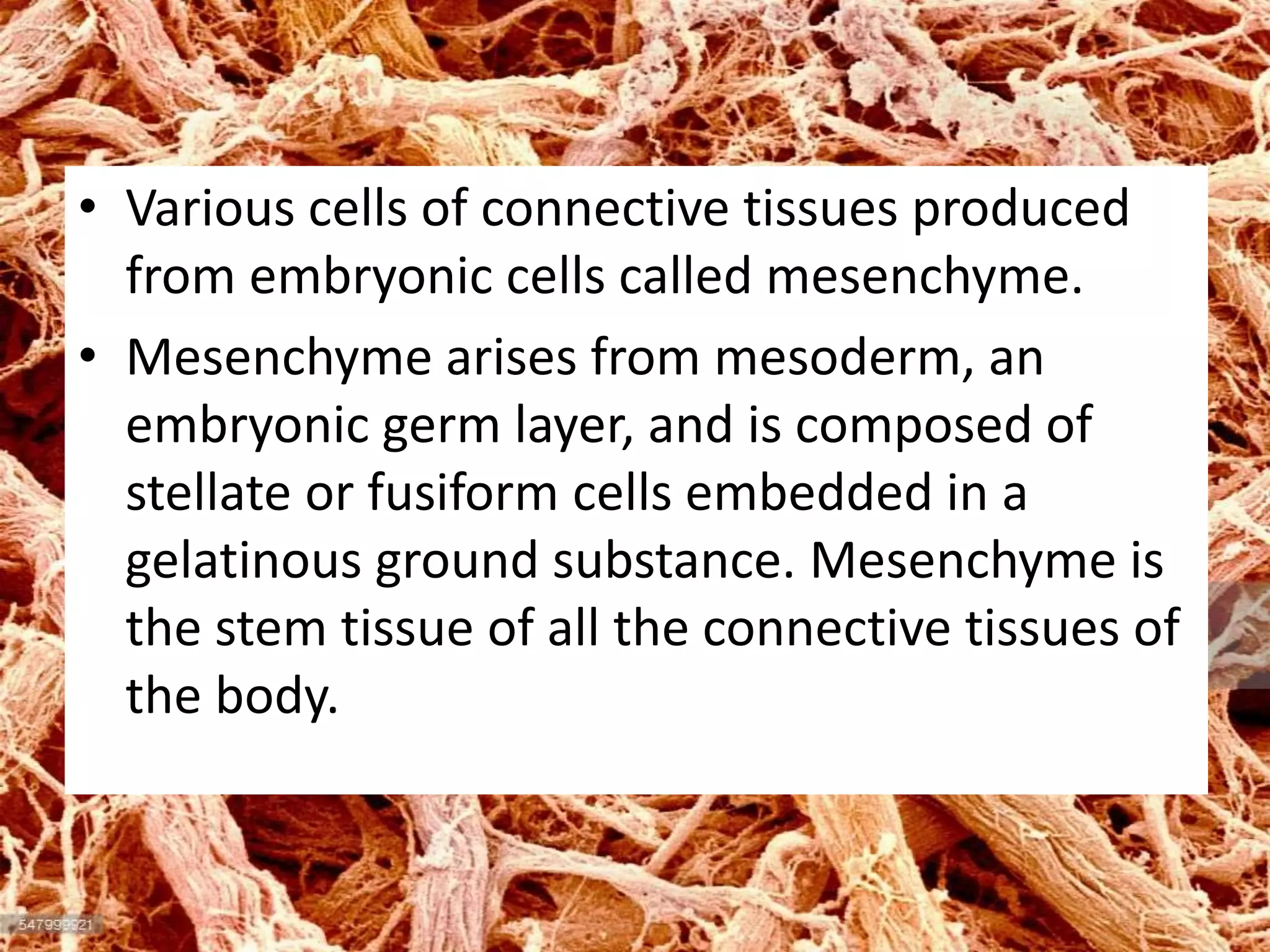 • Various cells of connective tissues produced
from embryonic cells called mesenchyme.
• Mesenchyme arises from mesoderm, an
embryonic germ layer, and is composed of
stellate or fusiform cells embedded in a
gelatinous ground substance. Mesenchyme is
the stem tissue of all the connective tissues of
the body.
 
