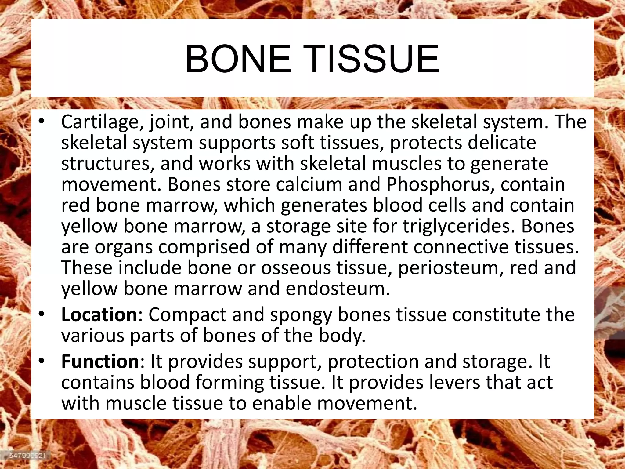 BONE TISSUE
• Cartilage, joint, and bones make up the skeletal system. The
skeletal system supports soft tissues, protects delicate
structures, and works with skeletal muscles to generate
movement. Bones store calcium and Phosphorus, contain
red bone marrow, which generates blood cells and contain
yellow bone marrow, a storage site for triglycerides. Bones
are organs comprised of many different connective tissues.
These include bone or osseous tissue, periosteum, red and
yellow bone marrow and endosteum.
• Location: Compact and spongy bones tissue constitute the
various parts of bones of the body.
• Function: It provides support, protection and storage. It
contains blood forming tissue. It provides levers that act
with muscle tissue to enable movement.
 