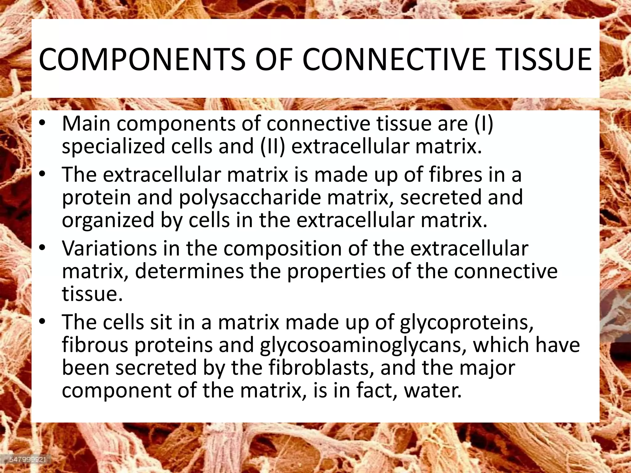 COMPONENTS OF CONNECTIVE TISSUE
• Main components of connective tissue are (I)
specialized cells and (II) extracellular matrix.
• The extracellular matrix is made up of fibres in a
protein and polysaccharide matrix, secreted and
organized by cells in the extracellular matrix.
• Variations in the composition of the extracellular
matrix, determines the properties of the connective
tissue.
• The cells sit in a matrix made up of glycoproteins,
fibrous proteins and glycosoaminoglycans, which have
been secreted by the fibroblasts, and the major
component of the matrix, is in fact, water.
 