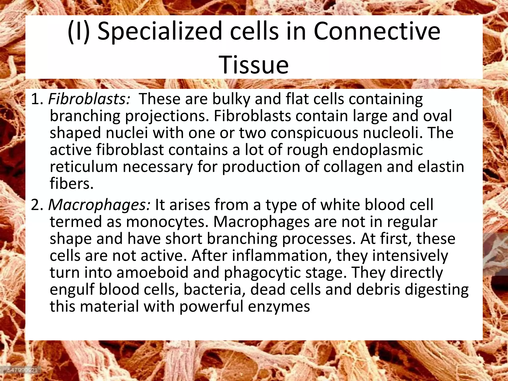 (I) Specialized cells in Connective
Tissue
1. Fibroblasts: These are bulky and flat cells containing
branching projections. Fibroblasts contain large and oval
shaped nuclei with one or two conspicuous nucleoli. The
active fibroblast contains a lot of rough endoplasmic
reticulum necessary for production of collagen and elastin
fibers.
2. Macrophages: It arises from a type of white blood cell
termed as monocytes. Macrophages are not in regular
shape and have short branching processes. At first, these
cells are not active. After inflammation, they intensively
turn into amoeboid and phagocytic stage. They directly
engulf blood cells, bacteria, dead cells and debris digesting
this material with powerful enzymes
 