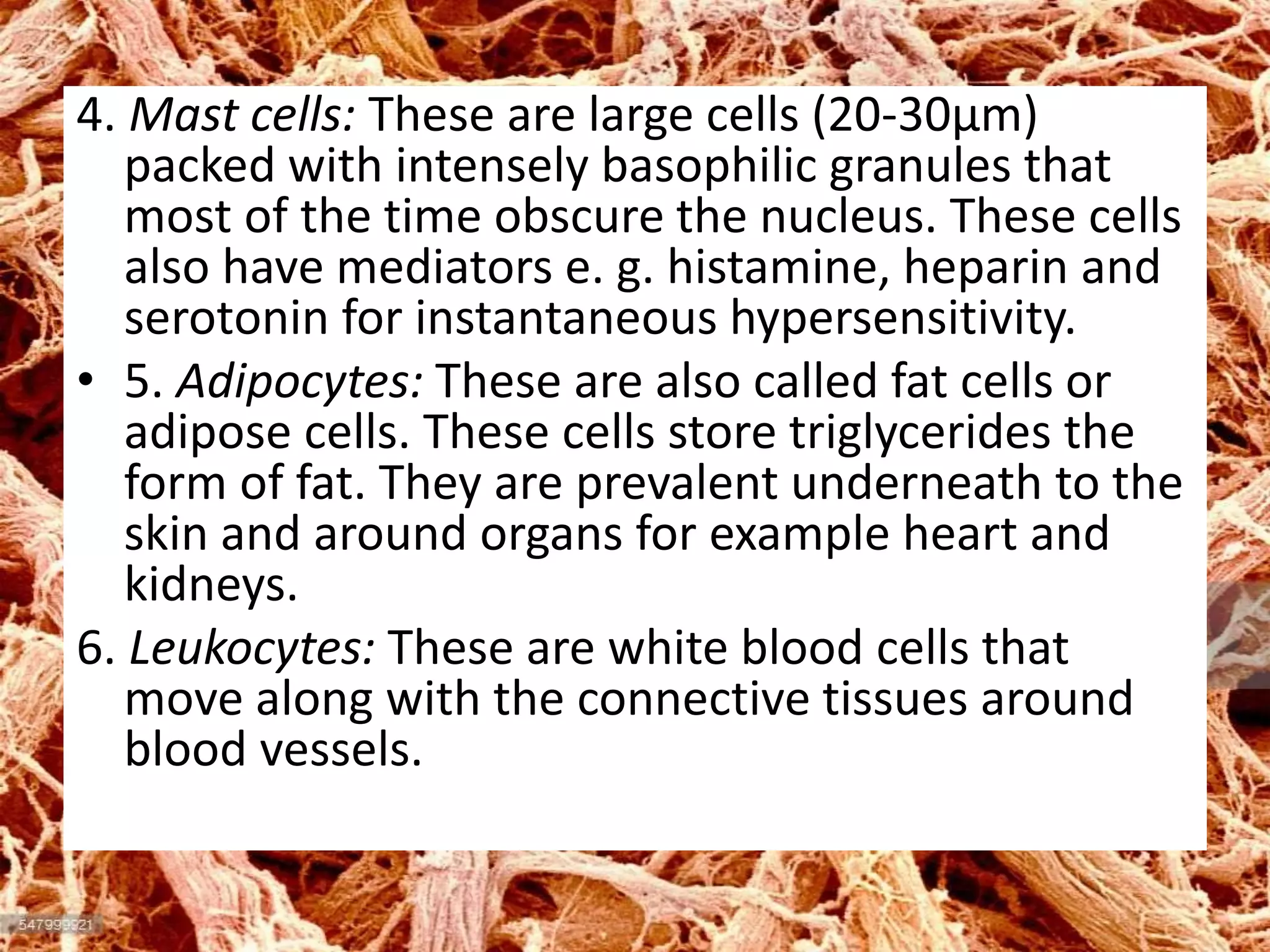 4. Mast cells: These are large cells (20-30μm)
packed with intensely basophilic granules that
most of the time obscure the nucleus. These cells
also have mediators e. g. histamine, heparin and
serotonin for instantaneous hypersensitivity.
• 5. Adipocytes: These are also called fat cells or
adipose cells. These cells store triglycerides the
form of fat. They are prevalent underneath to the
skin and around organs for example heart and
kidneys.
6. Leukocytes: These are white blood cells that
move along with the connective tissues around
blood vessels.
 