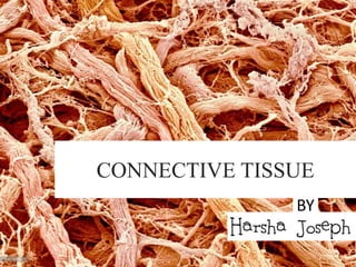 CONNECTIVE TISSUE
BY
 