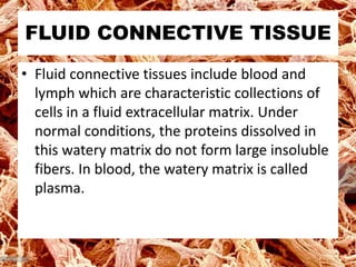 Connective Tissue in Animals