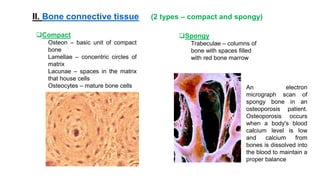 Connective tissue | PPT