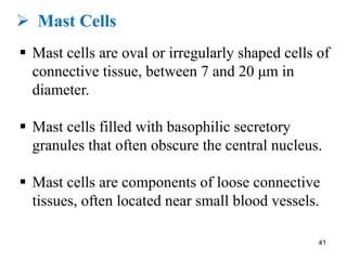 Connective tissue | PDF