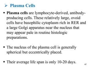 Ø Plasma Cells
§ Plasma cells are lymphocyte-derived, antibody-
producing cells. These relatively large, ovoid
cells have basophilic cytoplasm rich in RER and
a large Golgi apparatus near the nucleus that
may appear pale in routine histologic
preparations.
§ The nucleus of the plasma cell is generally
spherical but eccentrically placed.
§ Their average life span is only 10-20 days. 47
 