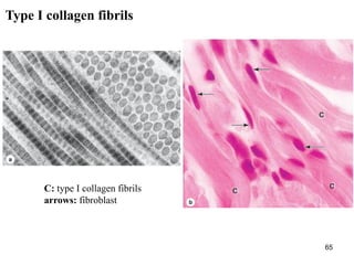 65
C: type I collagen fibrils
arrows: fibroblast
Type I collagen fibrils
 
