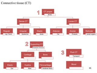 Connective tissue | PDF