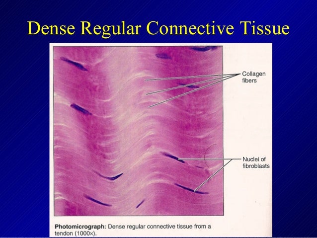 Connective tissue 2013