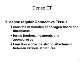 Dense CT
1. dense regular Connective Tissue
 consists of bundles of collagen fibers and
fibroblasts
 forms tendons, ligaments and
aponeuroses
 Function = provide strong attachment
between various structures
11
 
