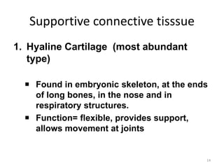 Supportive connective tisssue
1. Hyaline Cartilage (most abundant
type)
 Found in embryonic skeleton, at the ends
of long bones, in the nose and in
respiratory structures.
 Function= flexible, provides support,
allows movement at joints
14
 