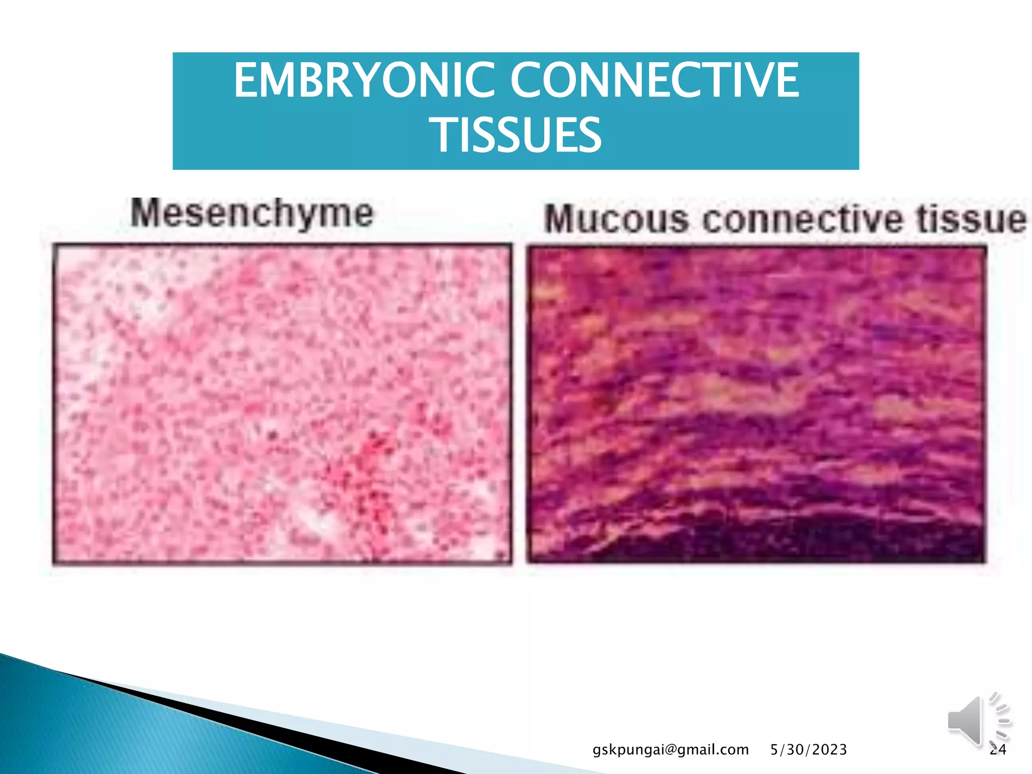 EMBRYONIC CONNECTIVE
TISSUES
24
gskpungai@gmail.com 5/30/2023
 