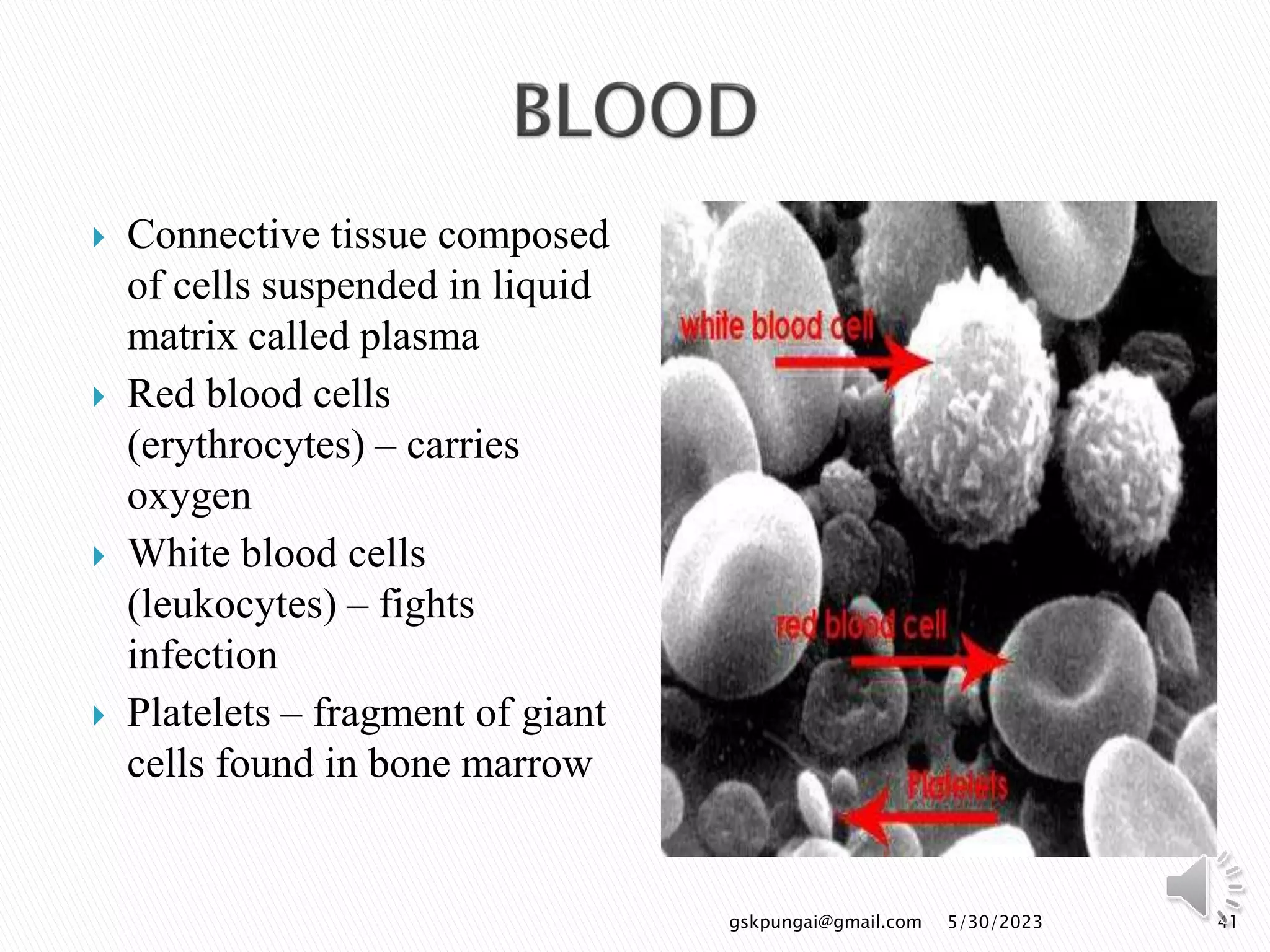  Connective tissue composed
of cells suspended in liquid
matrix called plasma
 Red blood cells
(erythrocytes) – carries
oxygen
 White blood cells
(leukocytes) – fights
infection
 Platelets – fragment of giant
cells found in bone marrow
41
gskpungai@gmail.com 5/30/2023
 