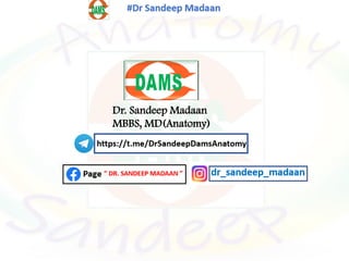 Dr. Sandeep Madaan
MBBS, MD(Anatomy)
 