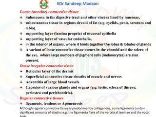 Loose (areolar) connective tissue
Submucosa in the digestive tract and other viscera lined by mucosae,
subcutaneous tissue in regions devoid of fat (e.g. eyelids, penis, scrotum and
labia),
supporting layer (lamina propria) of mucosal epithelia
supporting layer of vascular endothelia,
in the interior of organs, where it binds together the lobes & lobules of glands
A variant of loose connective tissue occurs in the choroid and the sclera of
the eye, where large numbers of pigment cells (melanocytes) are also
present.
Dense irregular connective tissue
Reticular layer of the dermis
Superficial connective tissue sheaths of muscle and nerves
Adventitia of large blood vessels
Capsules of various glands and organs (e.g. testis, sclera of the eye,
periostea and perichondria).
Regular connective tissues
ligaments, tendons or Aponeurosis
Although regular connective tissue is predominantly collagenous, some ligaments contain
significant amounts of elastin, e.g. the ligamenta flava of the vertebral laminae and the vocal
 
