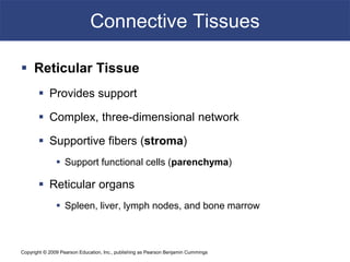 Network Tissue A detailed description about the Connective Tissues | PDF