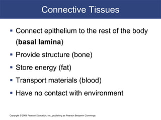 Connective Tissues
 Connect epithelium to the rest of the body
(basal lamina)
 Provide structure (bone)
 Store energy (fat)
 Transport materials (blood)
 Have no contact with environment
Copyright © 2009 Pearson Education, Inc., publishing as Pearson Benjamin Cummings
 