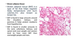 Human anatomy and physiology 1 unit 1 Connective Tissue.pptx