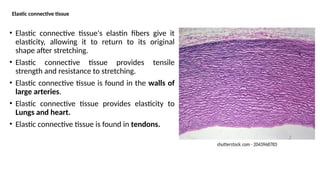 Elastic Tissue Examples Human anatomy and physiology 1 unit 1 Connective Tissue.pptx