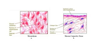 CONNECTIVE TISSUE (Classification, Structure, Location and Functions).pptx