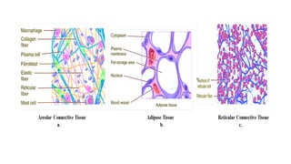 CONNECTIVE TISSUE (Classification, Structure, Location and Functions).pptx