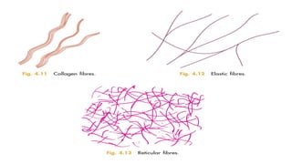 Comprehensive Overview of Connective Tissue: Structure, Types, and ...