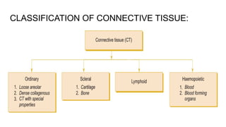 Comprehensive Overview of Connective Tissue: Structure, Types, and ...