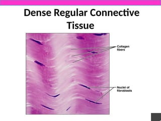 Comprehensive Overview of Connective Tissue Structure and Function in ...