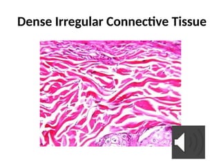 Comprehensive Overview of Connective Tissue Structure and Function in ...