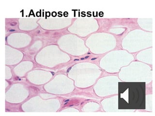 Comprehensive Overview of Connective Tissue Structure and Function in ...