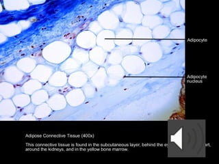 Comprehensive Overview of Connective Tissue Structure and Function in ...