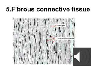 Comprehensive Overview of Connective Tissue Structure and Function in ...