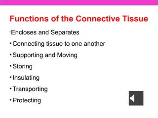 Comprehensive Overview of Connective Tissue Structure and Function in ...
