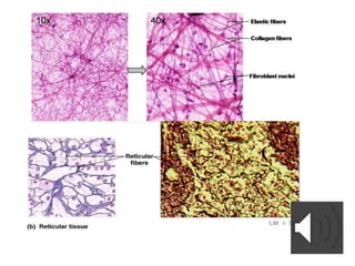 Comprehensive Overview of Connective Tissue Structure and Function in ...