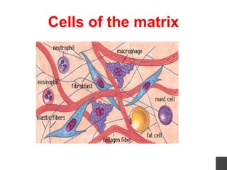 Comprehensive Overview of Connective Tissue Structure and Function in ...