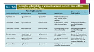 Comprehensive Overview of Connective Tissue Structure and Function in ...
