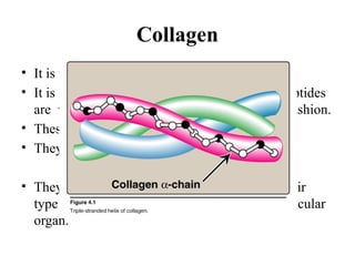 Connective TissueCollagen Occupational.pptx