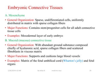 Embryonic Connective Tissues
A. Mesenchyme
• General Organization: Sparse, undifferentiated cells, uniformly
distributed in matrix with sparse collagen fibers
• Major Functions: Contains stem/progenitor cells for all adult connective
tissue cells
• Examples: Mesodermal layer of early embryo
B. Mucoid (mucous) connective tissue
• General Organization: With abundant ground substance composed
chiefly of hyaluronic acid, sparse collagen fibers and scattered
fibroblasts in viscous matrix
• Major Functions: Supports and cushions large blood vessels
• Examples: Matrix of the fetal umbilical cord (Wharton’s jelly) and fetal
organs
1/28/2024 8:10 AM By Asfaw B. medicine class 29
 
