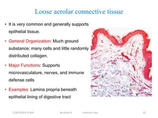 Loose aerolar connective tissue
• It is very common and generally supports
epithelial tissue.
• General Organization: Much ground
substance; many cells and little randomly
distributed collagen.
• Major Functions: Supports
microvasculature, nerves, and immune
defense cells
• Examples: Lamina propria beneath
epithelial lining of digestive tract
1/28/2024 8:10 AM By Asfaw B. medicine class 32
 