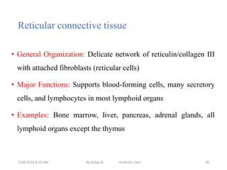 Reticular connective tissue
• General Organization: Delicate network of reticulin/collagen III
with attached fibroblasts (reticular cells)
• Major Functions: Supports blood-forming cells, many secretory
cells, and lymphocytes in most lymphoid organs
• Examples: Bone marrow, liver, pancreas, adrenal glands, all
lymphoid organs except the thymus
1/28/2024 8:10 AM By Asfaw B. medicine class 38
 