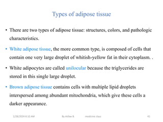 Types of adipose tissue
• There are two types of adipose tissue: structures, colors, and pathologic
characteristics.
• White adipose tissue, the more common type, is composed of cells that
contain one very large droplet of whitish-yellow fat in their cytoplasm. .
• White adipocytes are called unilocular because the triglycerides are
stored in this single large droplet.
• Brown adipose tissue contains cells with multiple lipid droplets
interspersed among abundant mitochondria, which give these cells a
darker appearance.
1/28/2024 8:10 AM By Asfaw B. medicine class 41
 