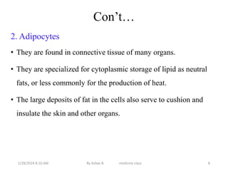Con’t…
2. Adipocytes
• They are found in connective tissue of many organs.
• They are specialized for cytoplasmic storage of lipid as neutral
fats, or less commonly for the production of heat.
• The large deposits of fat in the cells also serve to cushion and
insulate the skin and other organs.
1/28/2024 8:10 AM By Asfaw B. medicine class 8
 