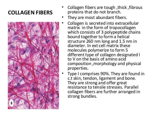 Connective tissue presentation2