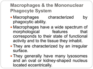 Macrophages & the Mononuclear
Phagocyte System
 Macrophages characterized by
phagocytic ability.
 Macrophages have a wide spectrum of
morphological features that
corresponds to their state of functional
activity and to the tissue they inhabit.
 They are characterized by an irregular
surface.
 They generally have many lysosomes
and an oval or kidney-shaped nucleus
located eccentrically.
 