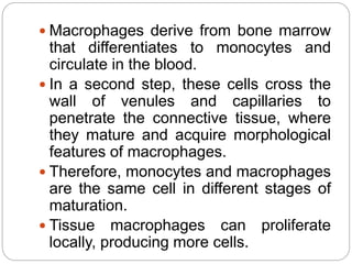  Macrophages derive from bone marrow
that differentiates to monocytes and
circulate in the blood.
 In a second step, these cells cross the
wall of venules and capillaries to
penetrate the connective tissue, where
they mature and acquire morphological
features of macrophages.
 Therefore, monocytes and macrophages
are the same cell in different stages of
maturation.
 Tissue macrophages can proliferate
locally, producing more cells.
 